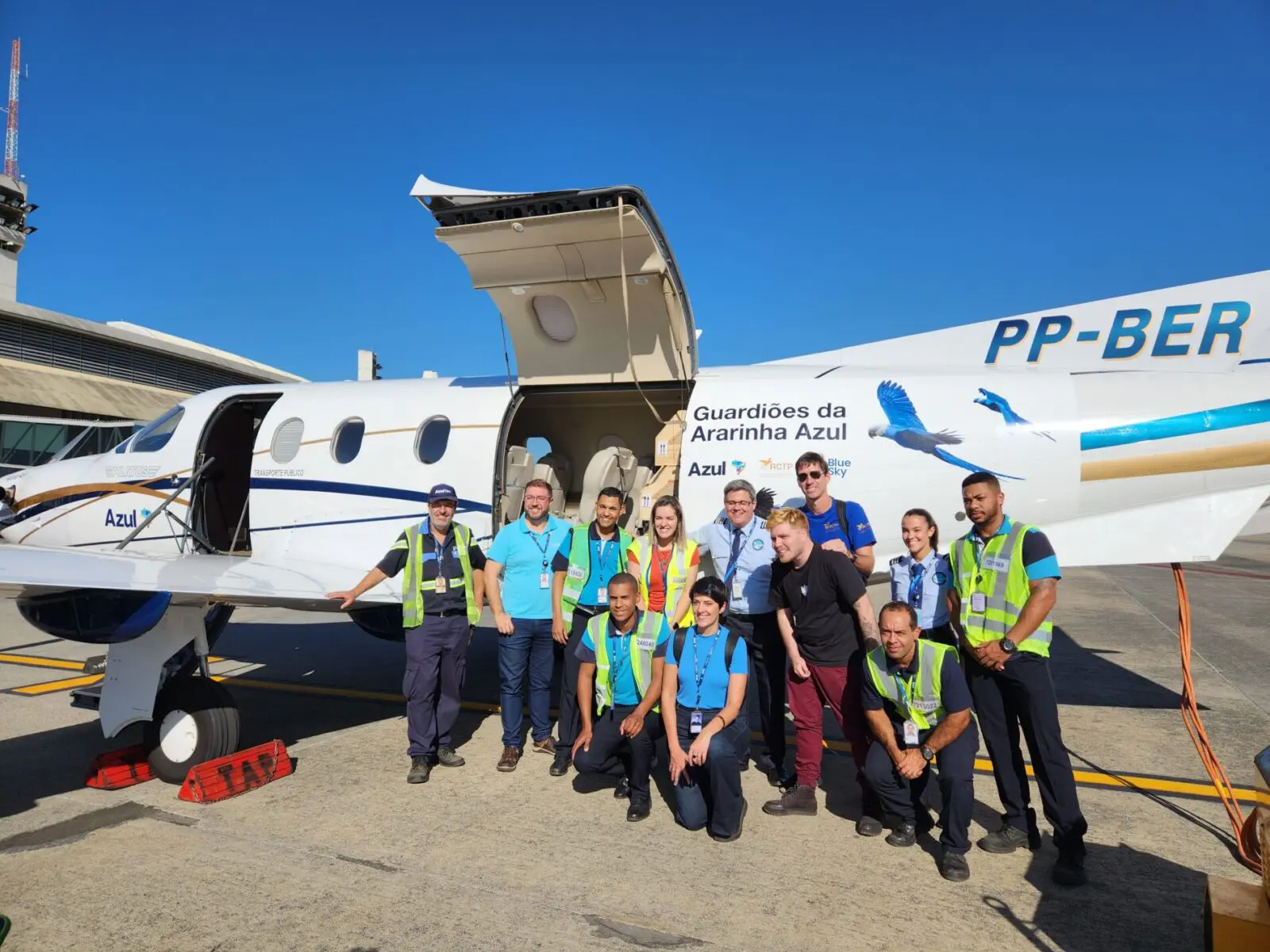 azul e bluesky transportam ararinhas azuis azul