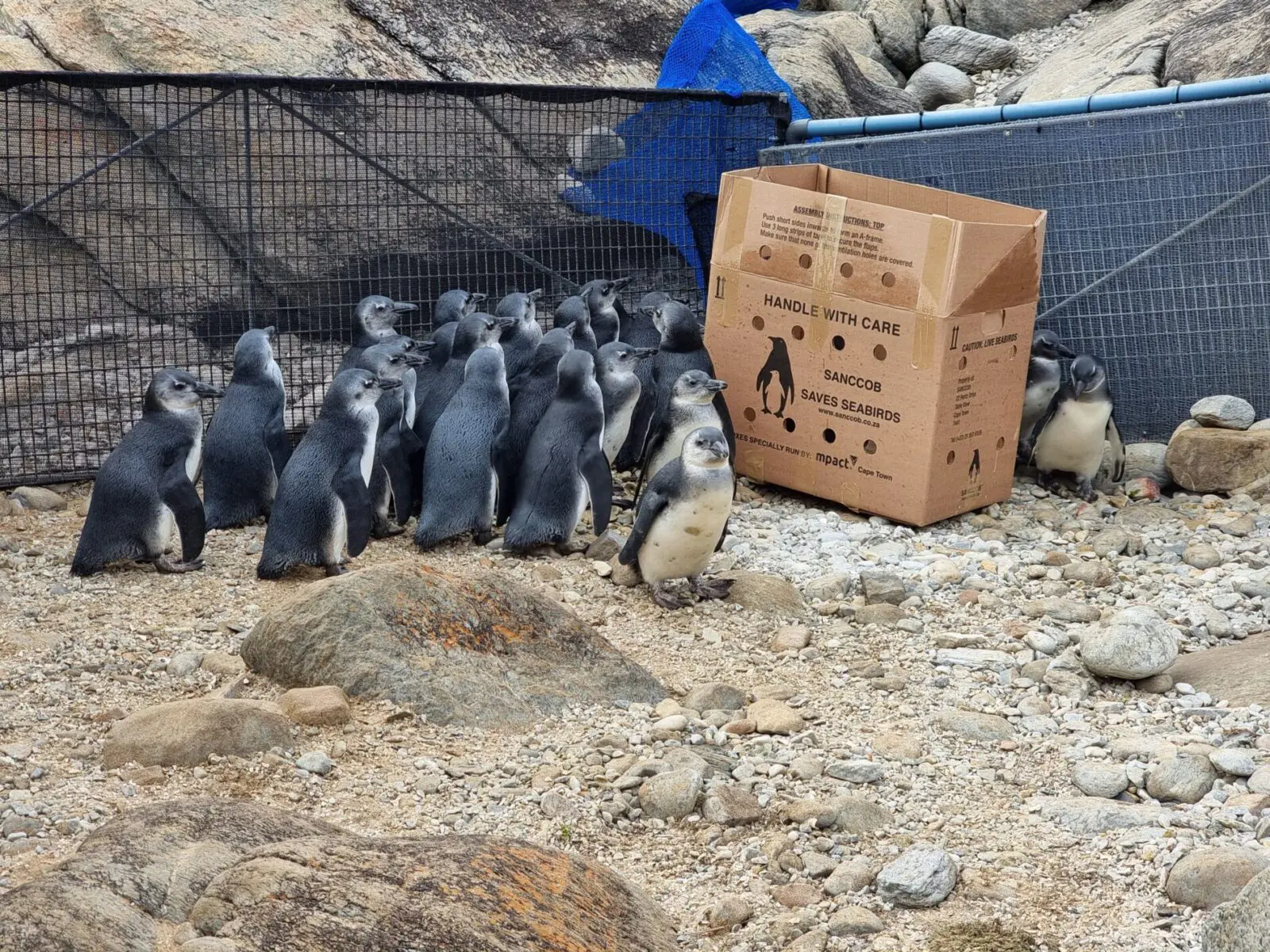 209 filhotes de pinguins-africanos, espécie ameaçada de extinção, foram resgatados. Foto: Divulgação 209 filhotes de pinguins-africanos, espécie ameaçada de extinção, foram resgatados. Foto: Divulgação