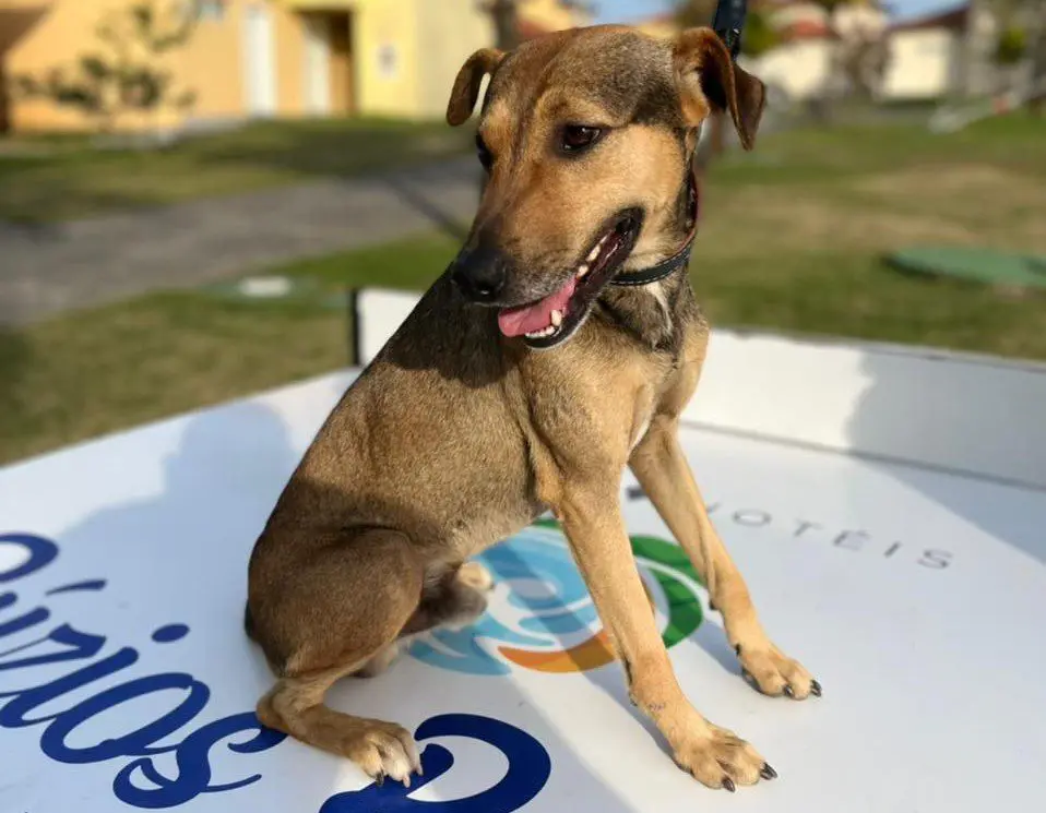 Talismã, doguindo no Búzios Beach Resort. Foto: Divulgação Talismã, doguindo no Búzios Beach Resort. Foto: Divulgação