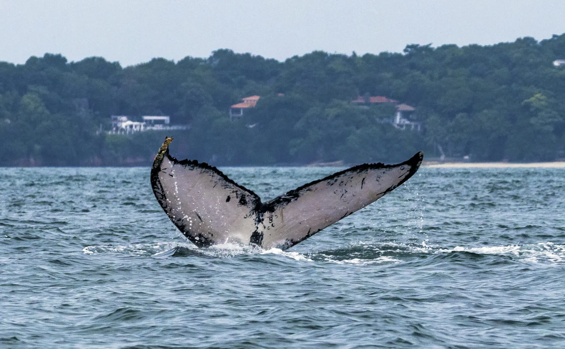 Humpback-whale-Fluke-15