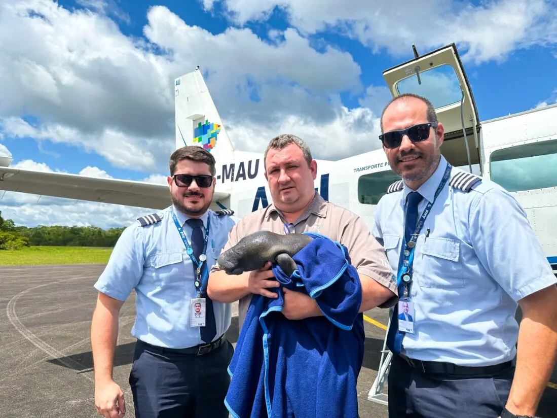 O resgate contou com a expertise e o trabalho, conjuntos, da Azul Conecta e da Azul Cargo Express - Foto: Divulgação O resgate contou com a expertise e o trabalho, conjuntos, da Azul Conecta e da Azul Cargo Express - Foto: Divulgação