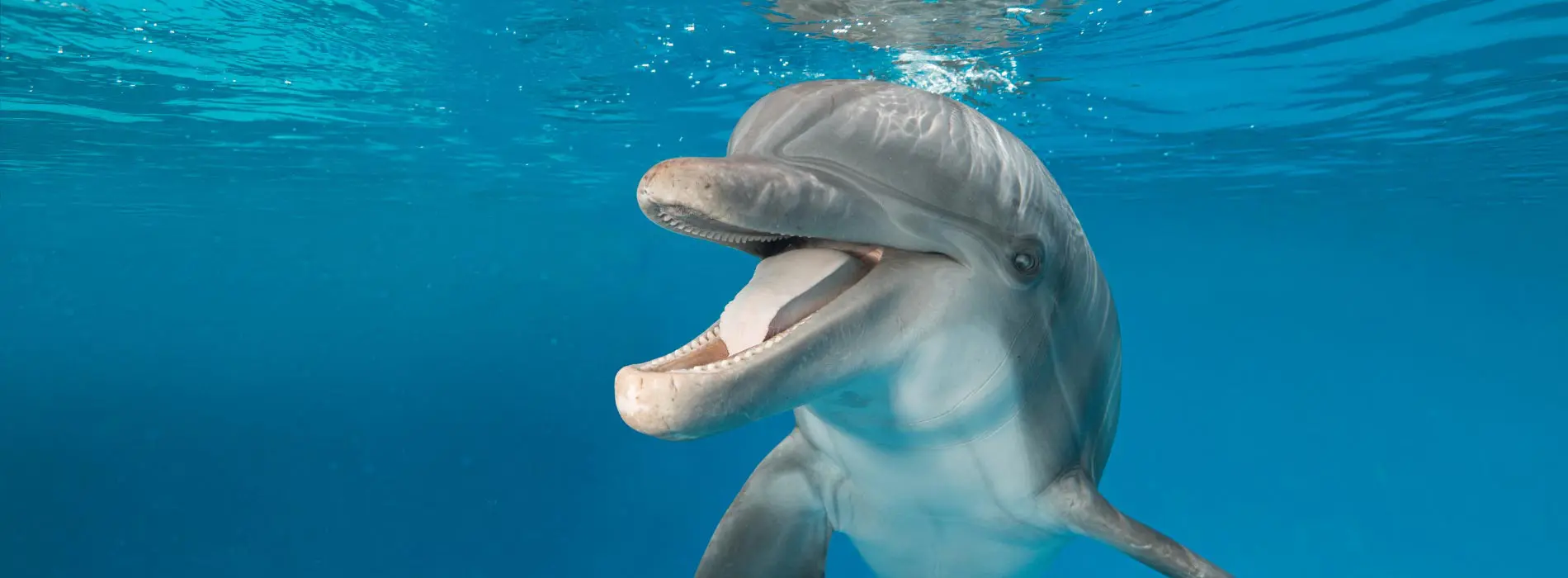 O SeaWorld Parks Entertainment, Inc. agora é United Parks & Resorts Inc.