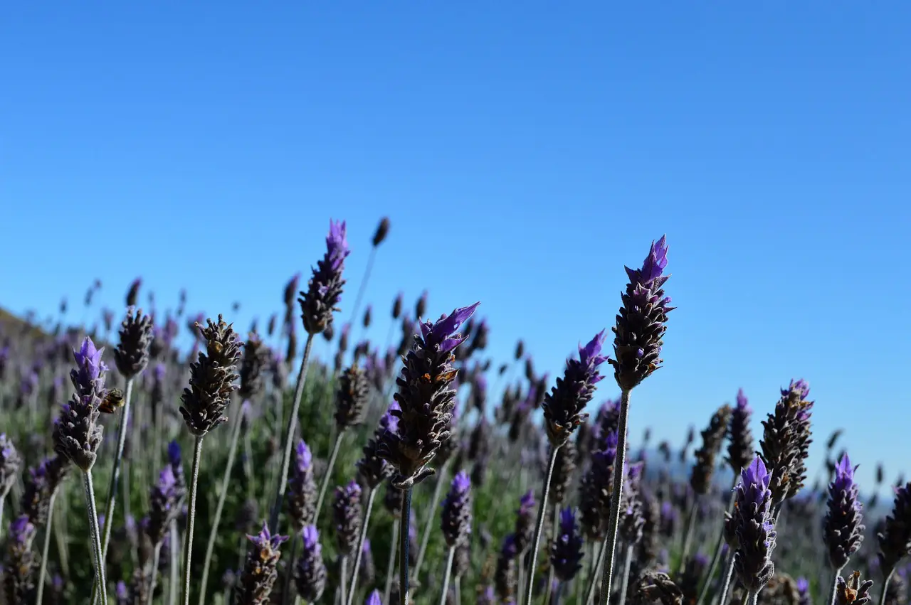 lavender-2809031-1280 Cunha