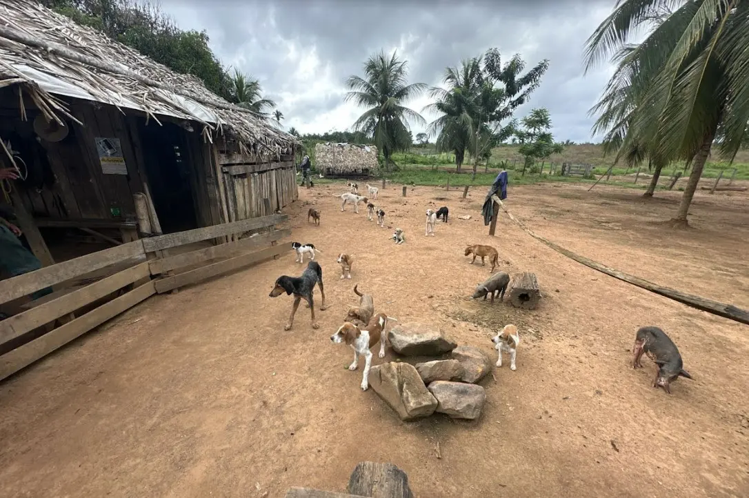 Adoção responsável - Gollog, Cosabi e Fórum Nacional de Proteção e Defesa Animal (FNPDA)