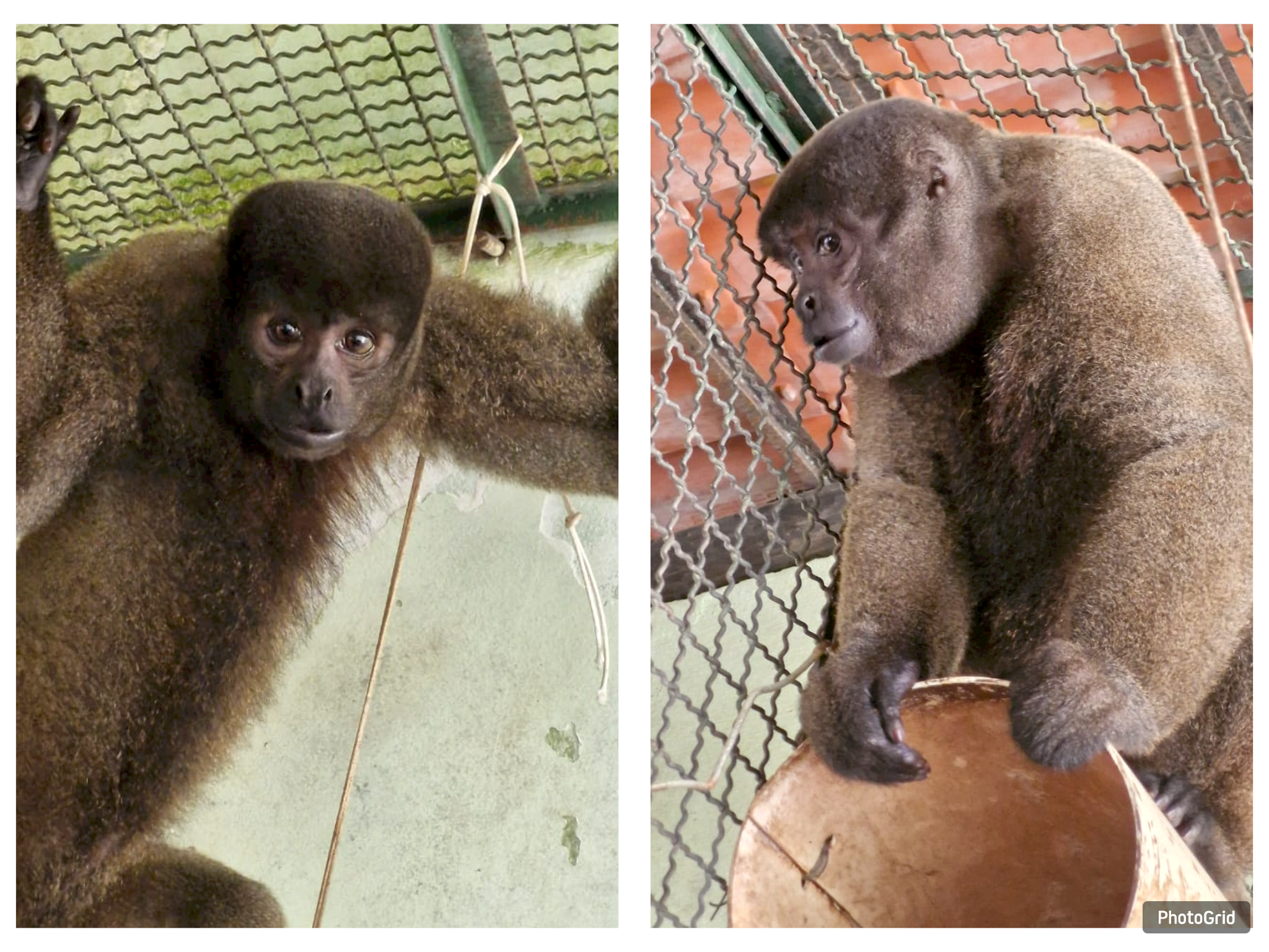 primatas conservação