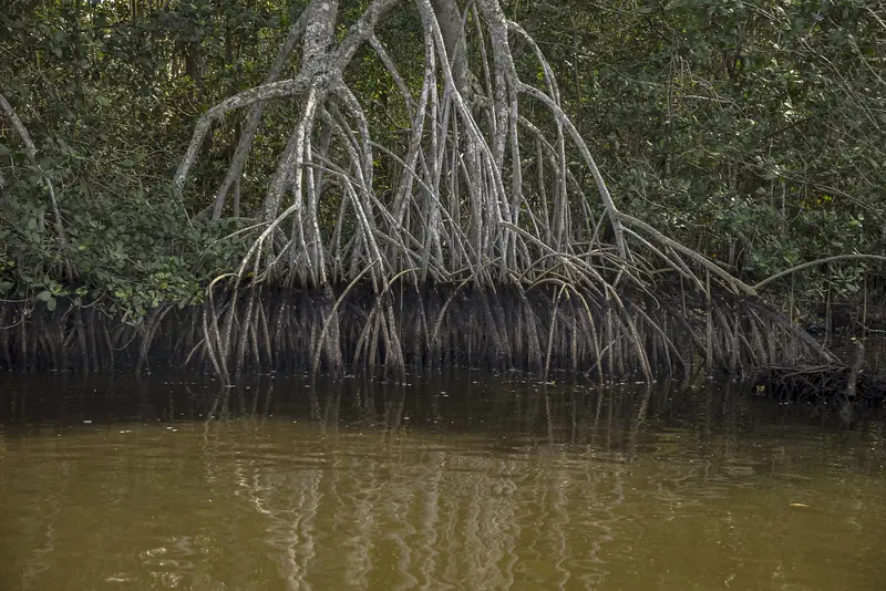 AquaRio manguezal