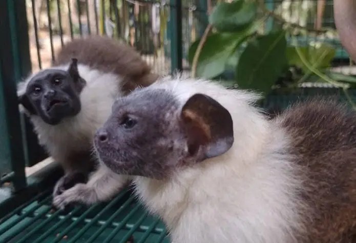 Fêmea de sauim-de-coleira recebeu um novo lar graças ao transporte gratuito realizado pelo programa Avião Solidário da LATAM. Crédito: Dayse Campista
