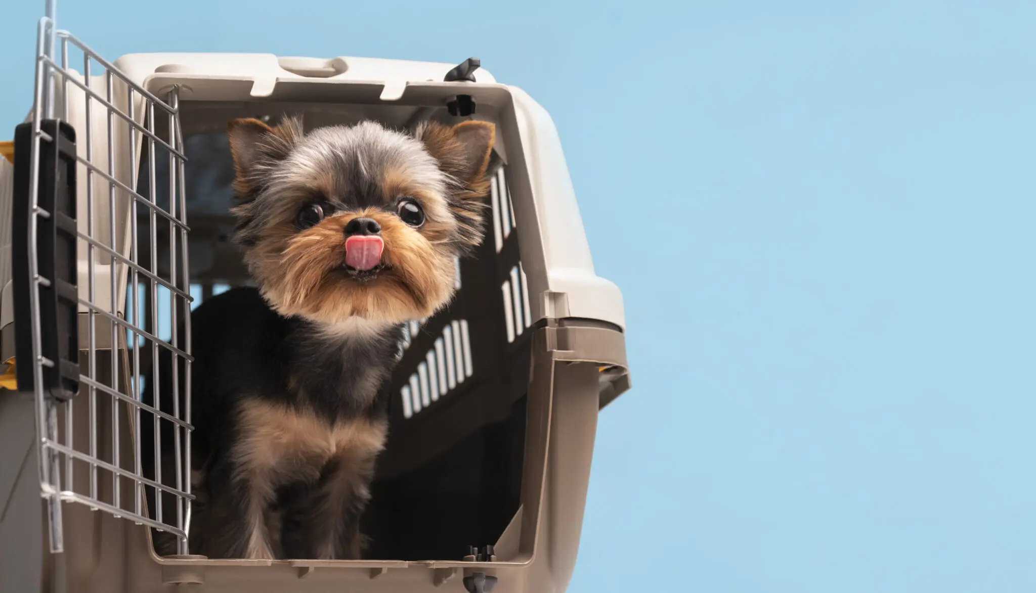 beautiful-pet-portrait-small-dog-with-cage transporte animais