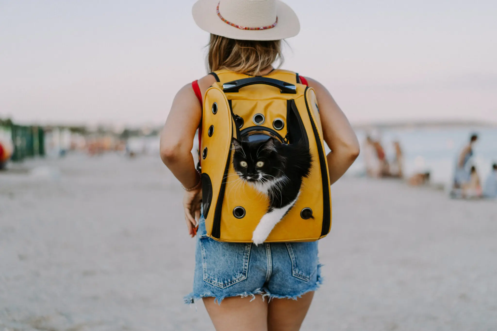 young woman with a cat in a backpack on the seashore. Travel con