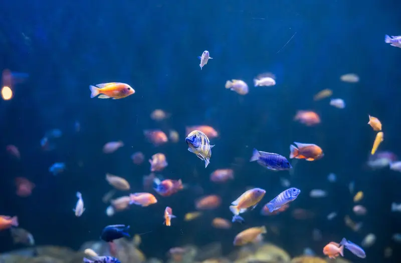 O AquaRio recebeu mais de 75 mil visitantes no mês de fevereiro. Foto: Divulgação AquaRio aquario