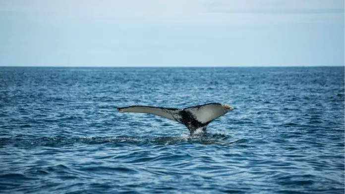 abba222b-7025-4eea-bfca-8778363b3fd6 Baleias