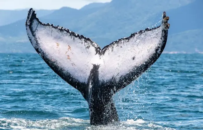 WhatsApp-Image-2025-06-09-at-12.04.02 Baleias-jubarte