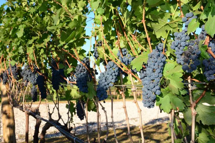2020-10-21 Rotas do Vinho