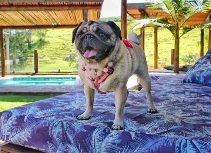 Socorro (SP) sedia Treinamento para o Turismo Pet Friendly Socorro (SP) sedia Treinamento para o Turismo Pet Friendly