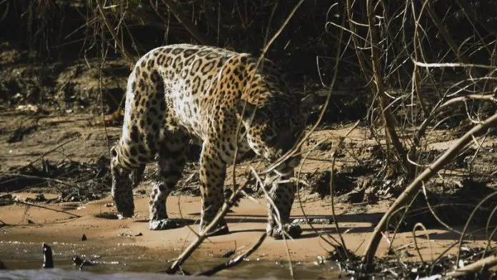 Maior planície alagada do Mundo ganha galeria de arte turística em Nova York. Crédito: DIvulgação/ Feel Brasil-Embratur pantanal