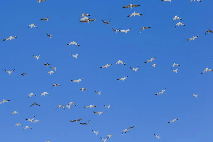 Colisões de aves com aviões cancelam 100 voos e afetam 27 mil passageiros por ano no Brasil, aponta Abear Colisões de aves com aviões cancelam 100 voos e afetam 27 mil passageiros por ano no Brasil, aponta Abear