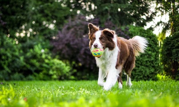 Secretaria de Turismo de SP faz mapeamento de destinos pet friendly