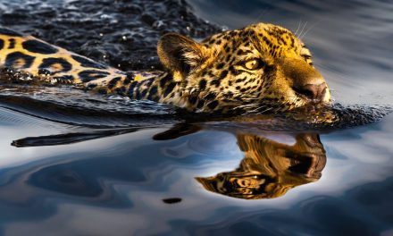 Novela Pantanal aquece turismo na região mato-grossense