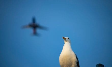 Abear: aéreas perdem R$ 110 milhões nas crescentes colisões com pássaros