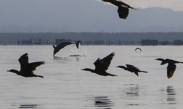 É lançado fundo filantrópico na Baia de Guanabara