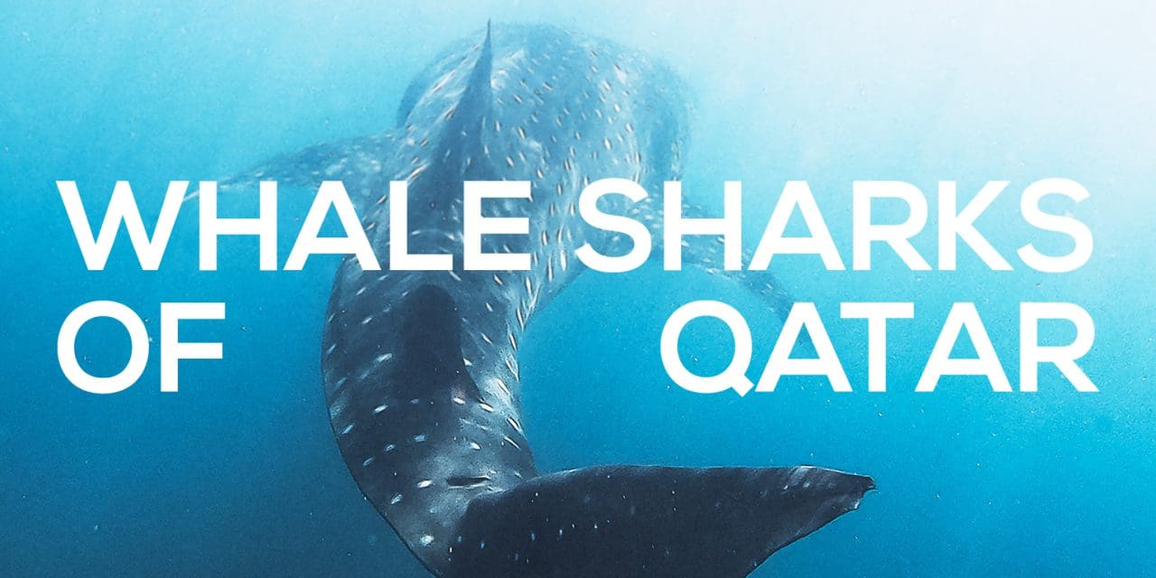 Discover Qatar lança passeio turístico com tubarões-baleia