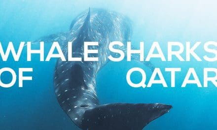 Discover Qatar lança passeio turístico com tubarões-baleia