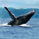 Temporada de baleias jubartes promete estimular turismo em Prado-Ba