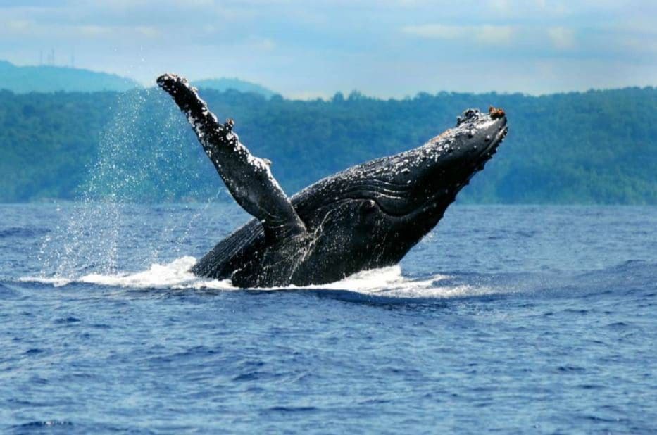 Temporada de baleias jubartes promete estimular turismo em Prado-Ba