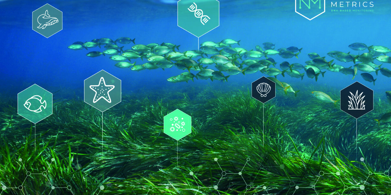MSC Foundation avança na descoberta de espécies marinhas