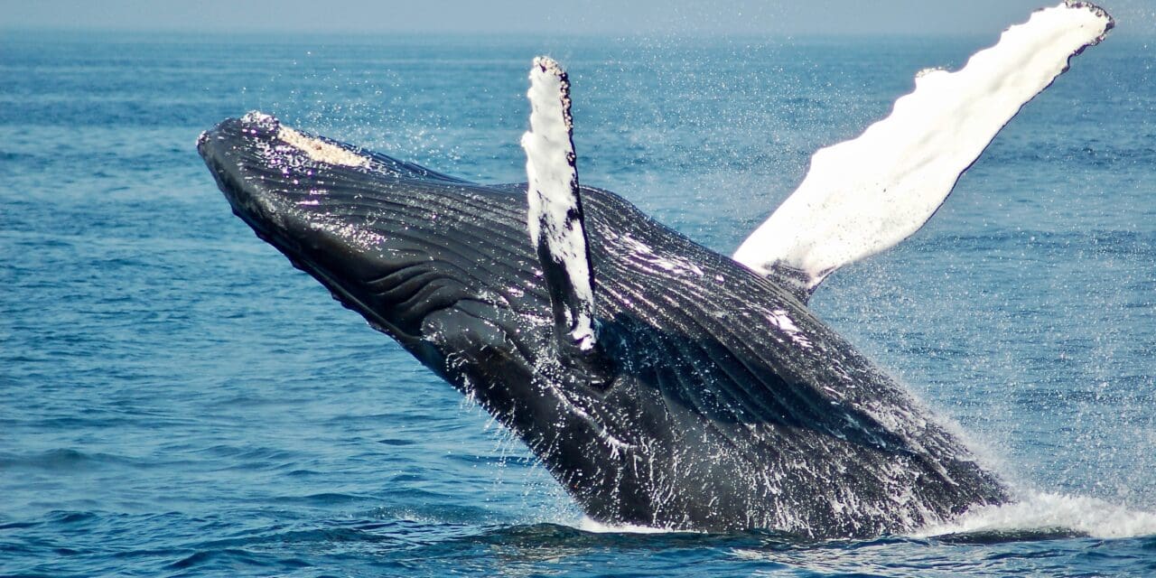 Observação de baleias ganha espaço nas férias dos brasileiros