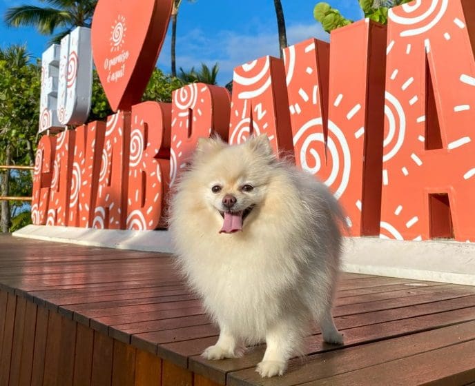 Cana Brava Resort promove campanha com foco nos pets