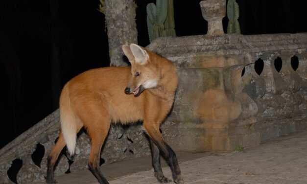 Santuário do Caraça integra projeto de monitoramento e preservação do lobo-guará