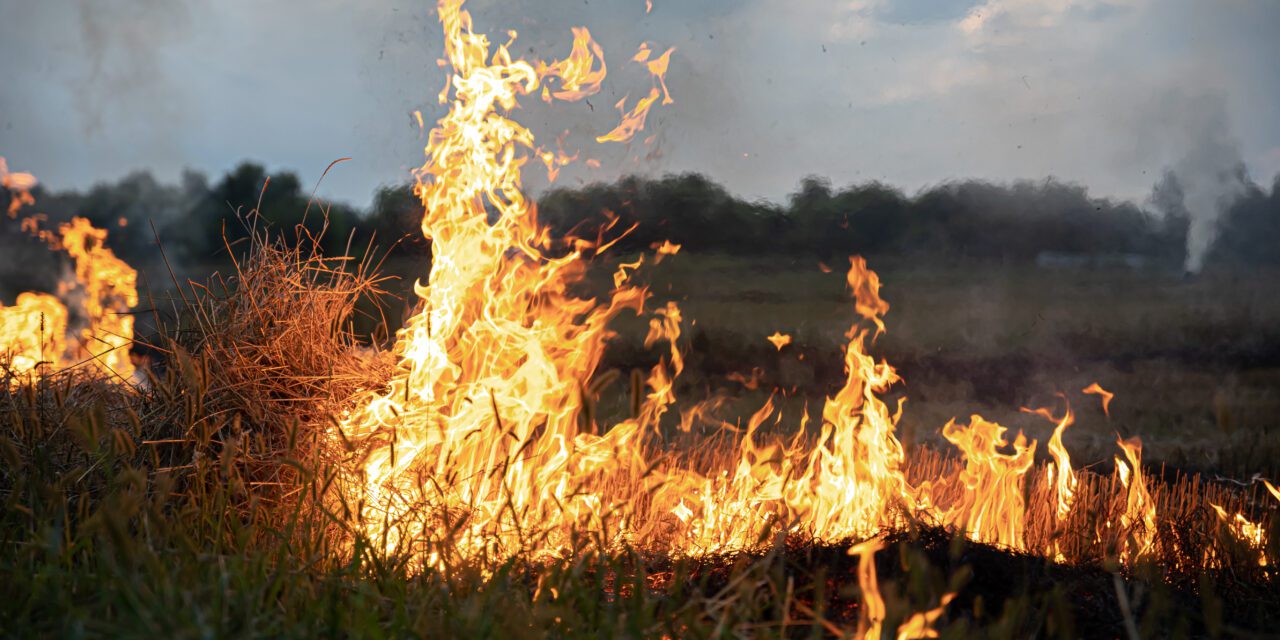 Incêndio no Pantanal atinge pousadas, hotéis e comunidades
