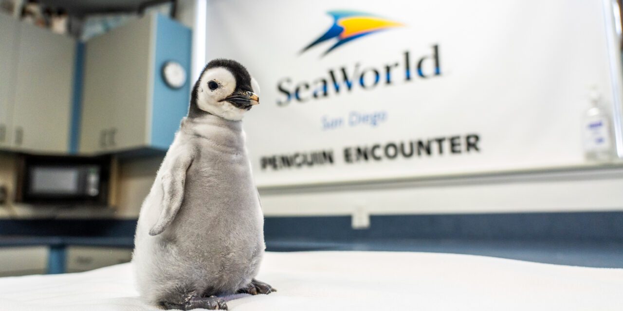 Primeira fêmea de pinguim-imperador nasce no SeaWorld San Diego