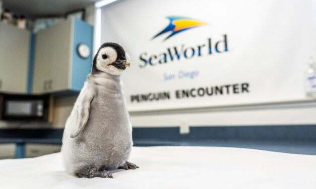 Primeira fêmea de pinguim-imperador nasce no SeaWorld San Diego