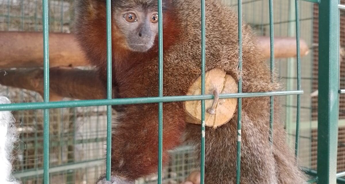 Avião Solidário da Latam transporta macaco para conservação da espécie