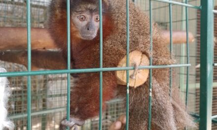 Avião Solidário da Latam transporta macaco para conservação da espécie