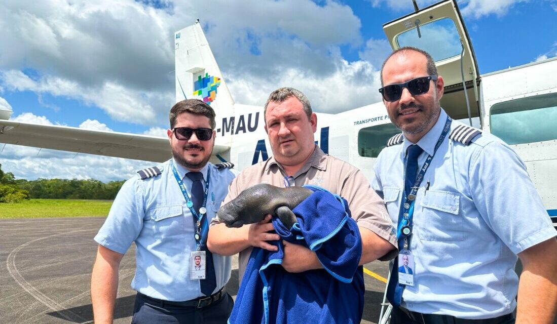 Azul mobiliza equipes e avião para o resgate de filhote de peixe-boi