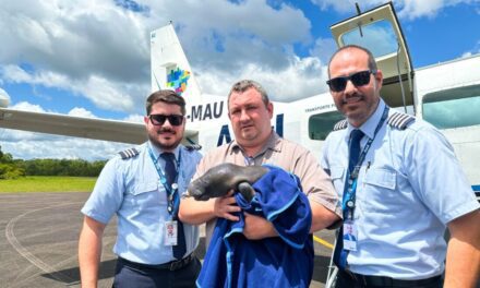 Azul mobiliza equipes e avião para o resgate de filhote de peixe-boi