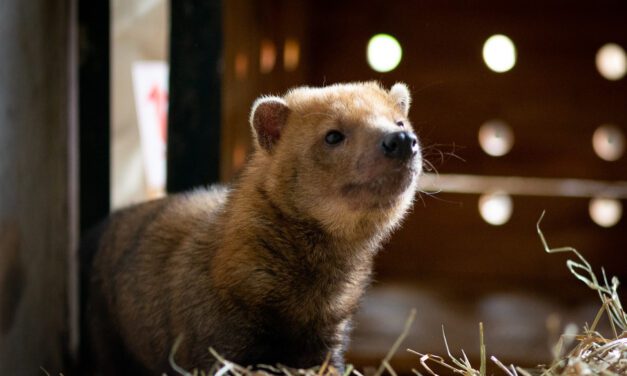 Avião Solidário da Latam transporta cachorro ameaçado de extinção