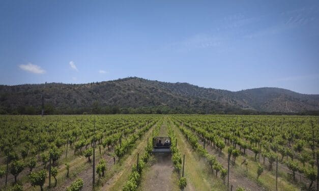 No Chile, vinícola promove experiência na colheita das uvas