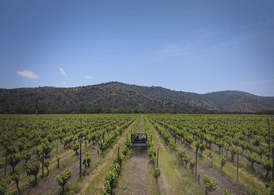No Chile, vinícola promove experiência na colheita das uvas