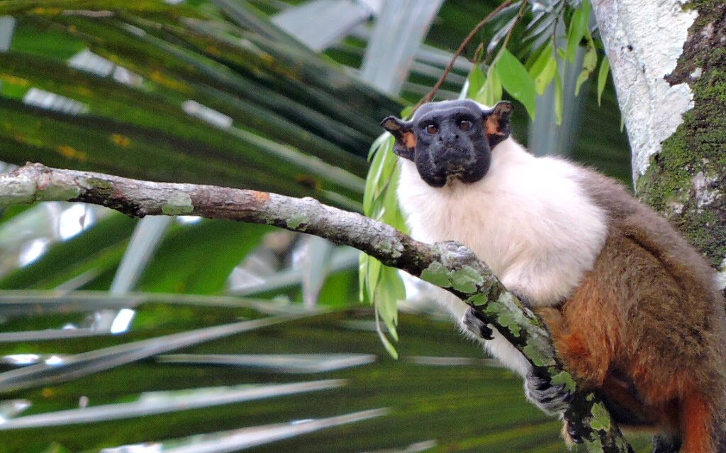 Avião Solidário da Latam transporta gratuitamente dois primatas