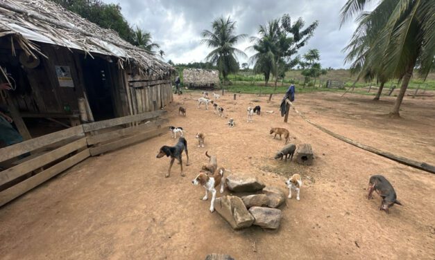 Empresas se unem para promover a adoção responsável de animais