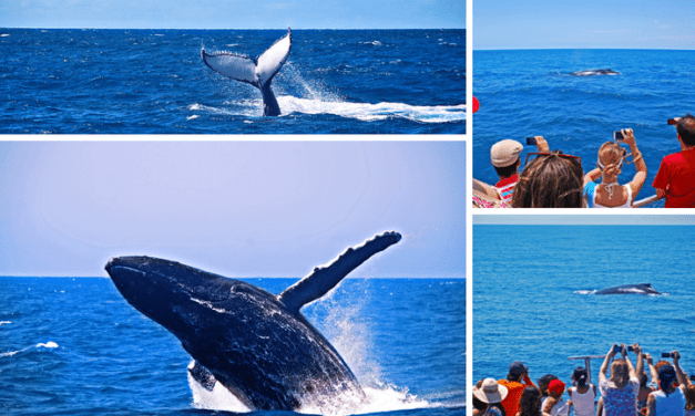 Baleias encantam turistas no litoral norte de SP no inverno