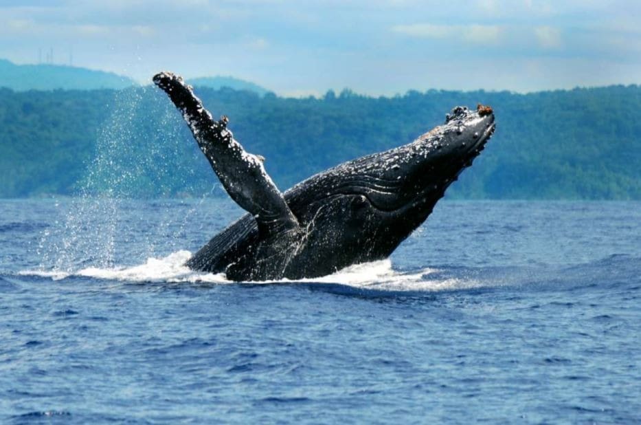 Setor hoteleiro se prepara para temporada de baleias em Prado-BA