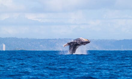 Evento marca abertura da temporada das baleias em Ilhéus
