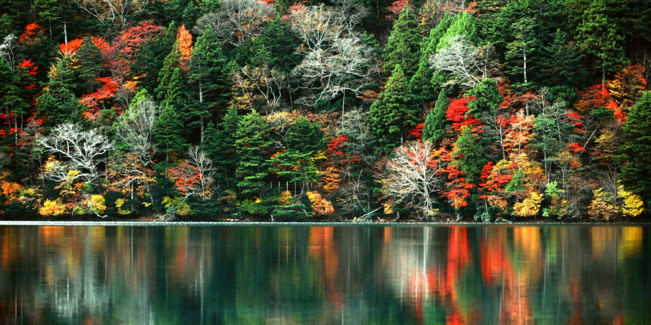 Outono no Japão tem cores e tradições enriquecedoras