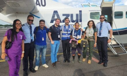 Azul transporta filhotes de onça parda resgatados pelo Instituto Chico Mendes