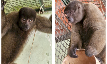 Latam transporta primatas para conservação e reprodução